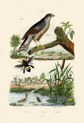 Eurasian Sparrowhawk